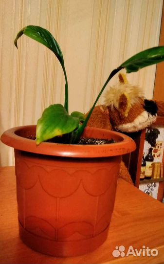 Спатифиллум