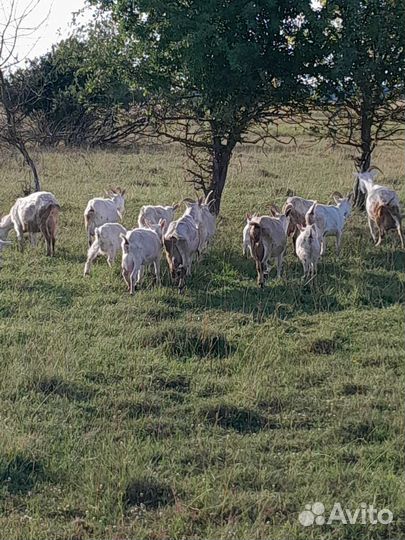 Доиние кози и козлята, мясо