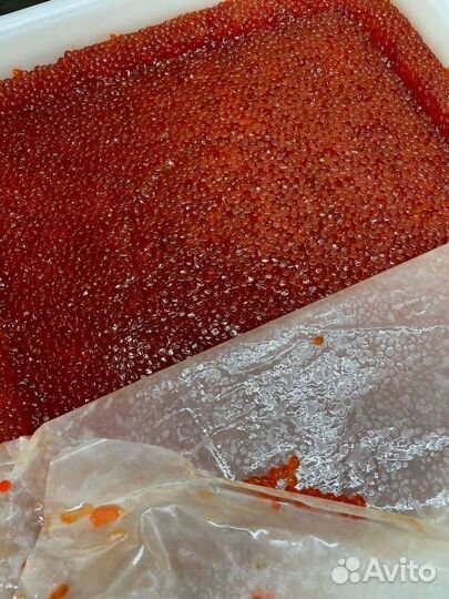 Икра кеты красная, улов 2023