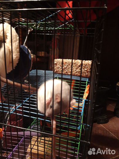 Крыса домашняя