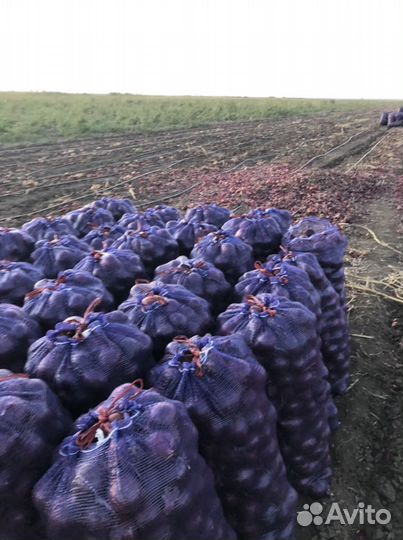 Лук от производителя