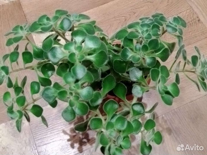 Комнатные растения цветы