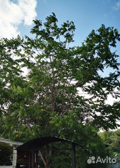 Маньчжурский орех