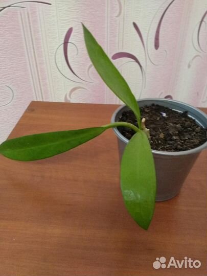 Хойя Мелифлуа