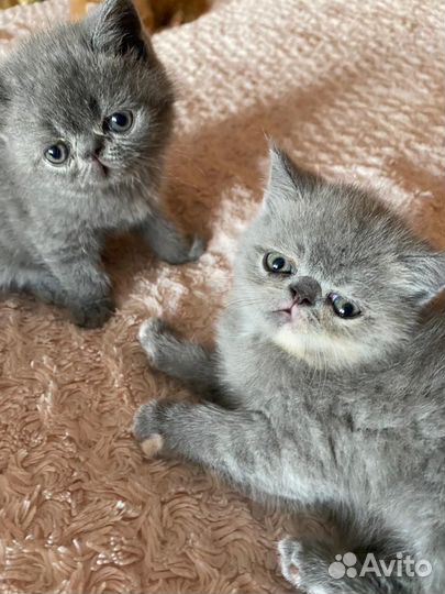 Котята экзоты