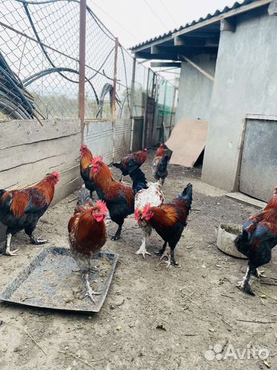 Молодые петухи 9 месяцев