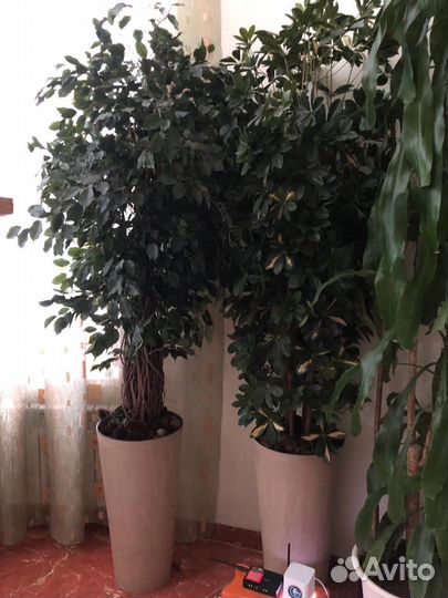 Декоративные деревья искусственные в кашпо