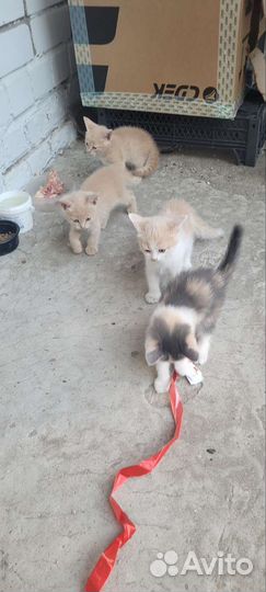 Котята в добрые руки