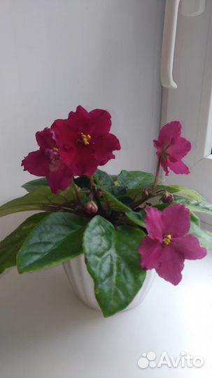 Комнатные цветы