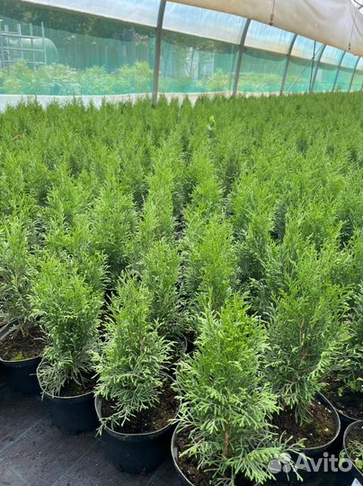 Подкормка для хвойных растений и деревьев 50 л