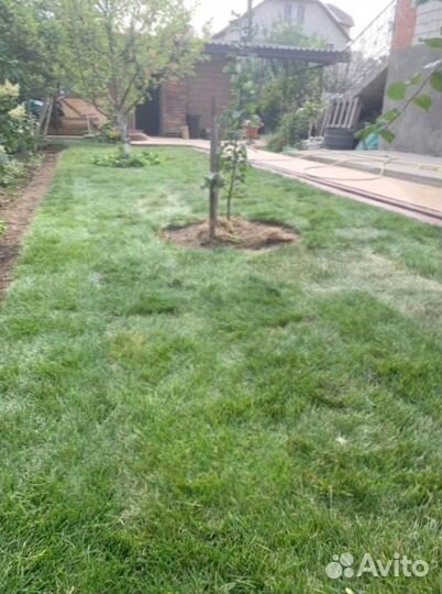 Рулонный газон 