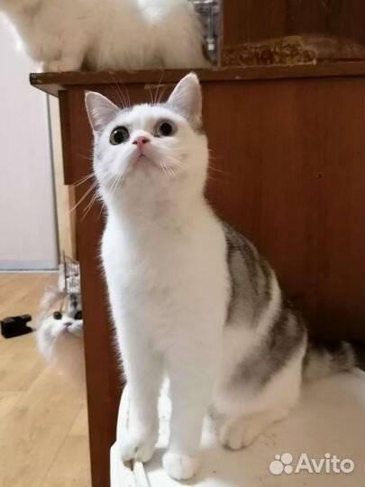 Шотландских кошек подарю