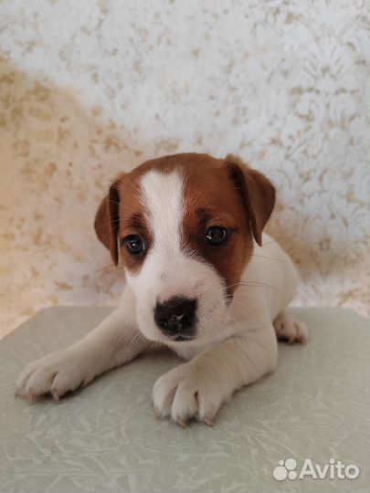 Щенки джек Рассел терьер гладкошерстный