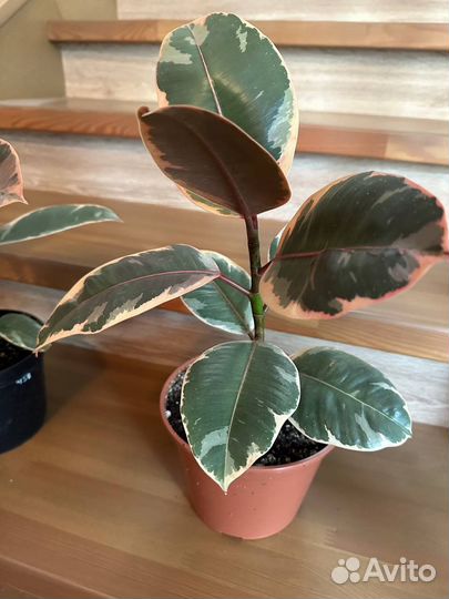 Фикус эластика