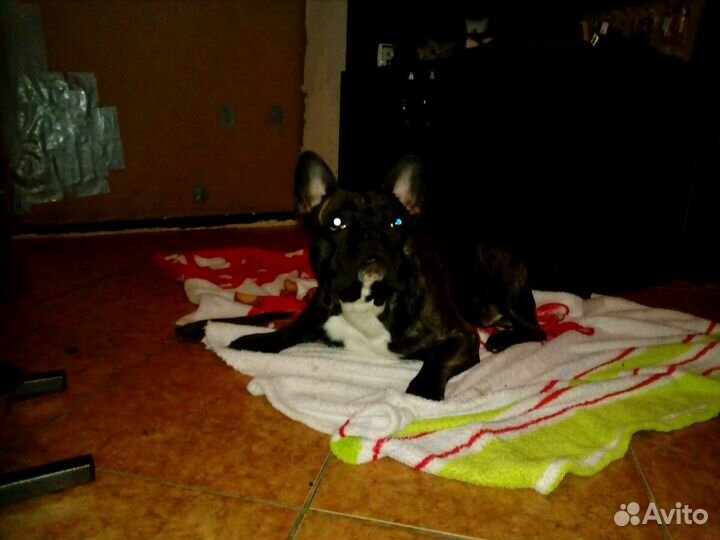 Гостиница для собак, зоотакси, зоогостиница