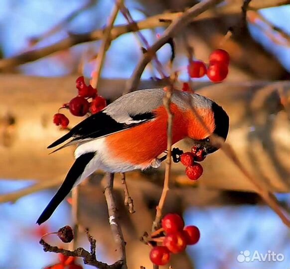 Певчие птицы