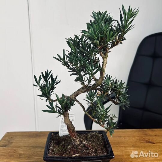 Дерево бонсай живое Подокарпус (Podocarpus)