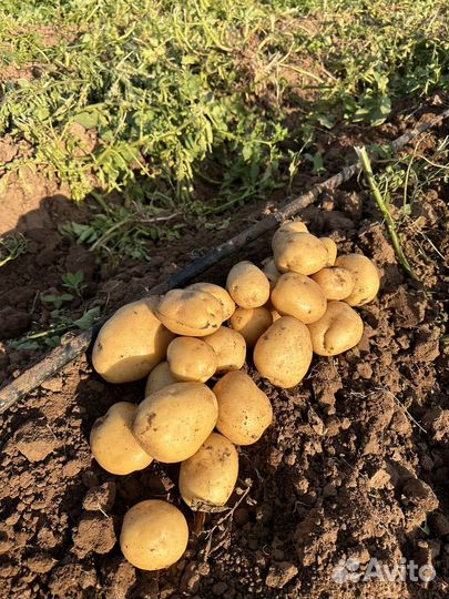 Картофель оптом