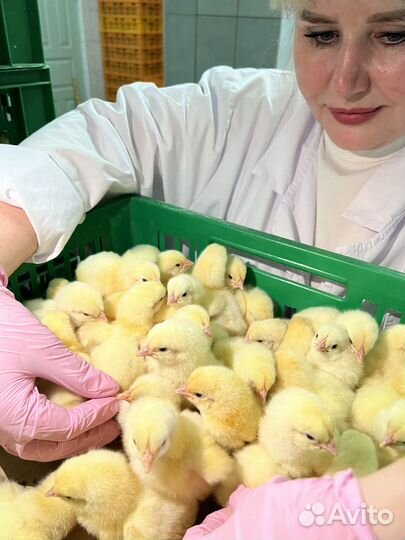 Суточные цыплята Cobb-500 и Ross-308 вакцинированн