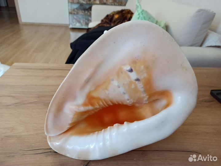 Морская раковина