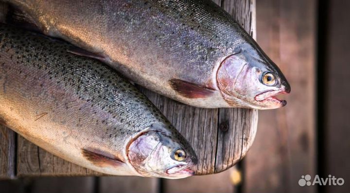 Форель Карелия 2023 охлаждённая