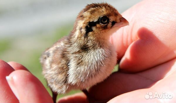 Перепела, инкубационное яйцо, пищевое яйцо, мясо