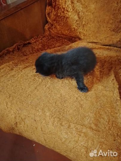 Котик