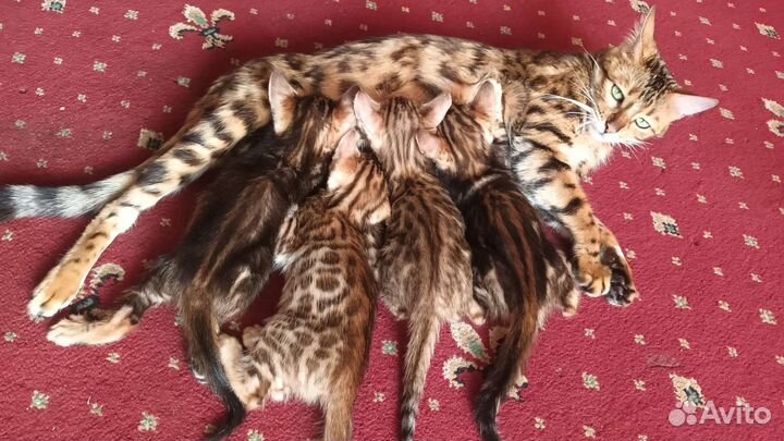 Бенгальские котята