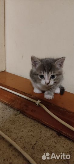 Котята в добрые руки бесплатно