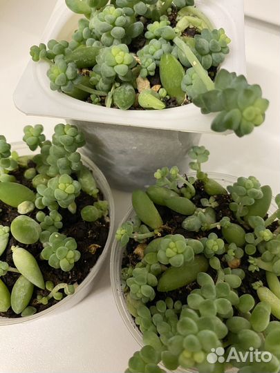 Комнатное растение Очиток Седум Моргана и Буррито