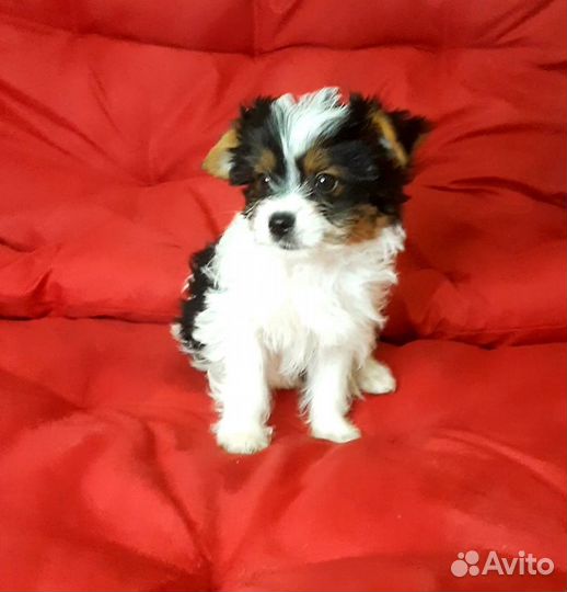 Мини девочка