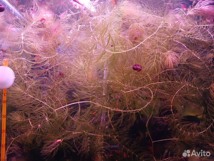 Роголистник