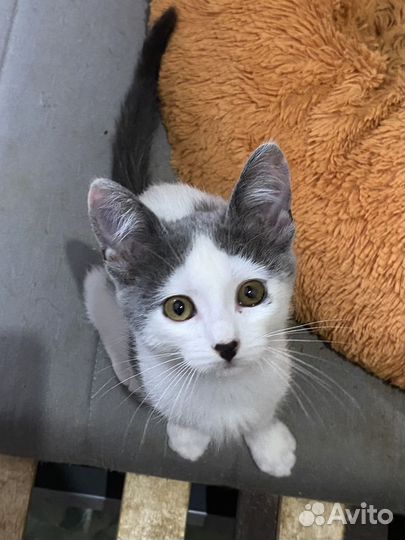 Отдам котенка