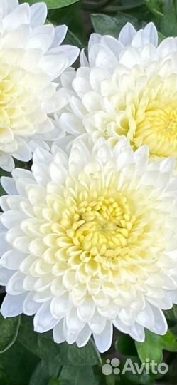 Хризантема мультифлора