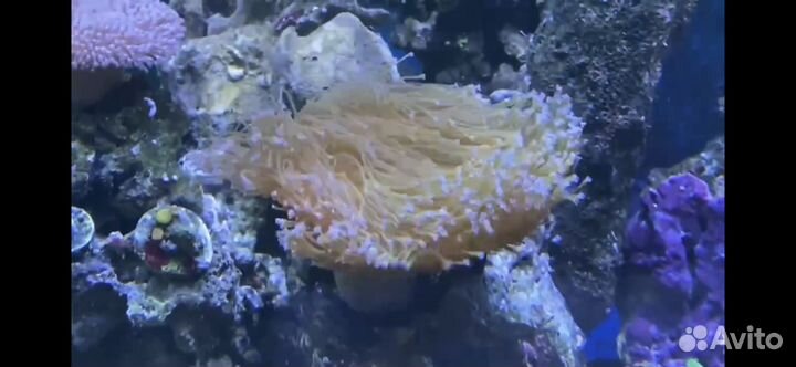 Коралл Саркофитон