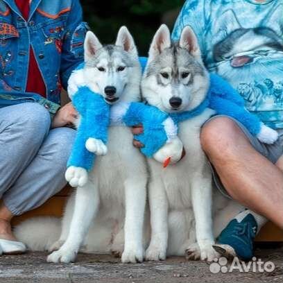 Щенки сибирский хаски