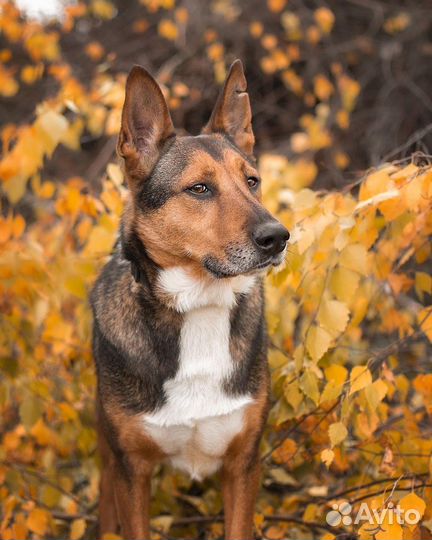 Домашний воспитанный и умный пес ищет семью