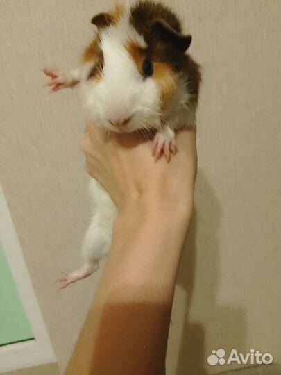 Морская свинка 4 мес