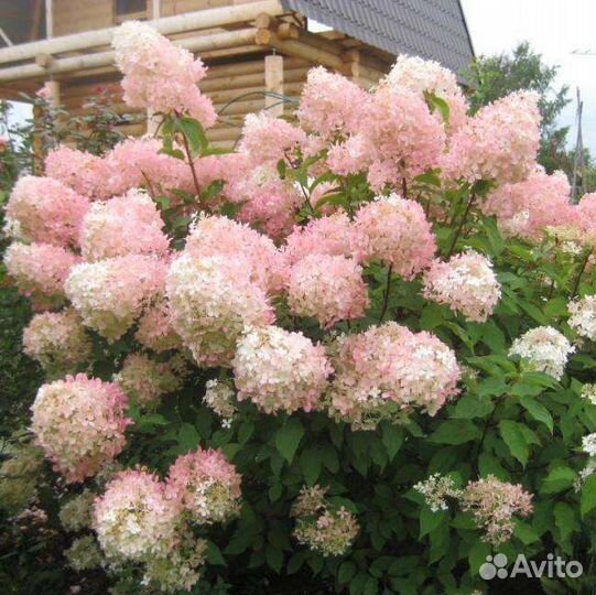 Гортензия Фантом