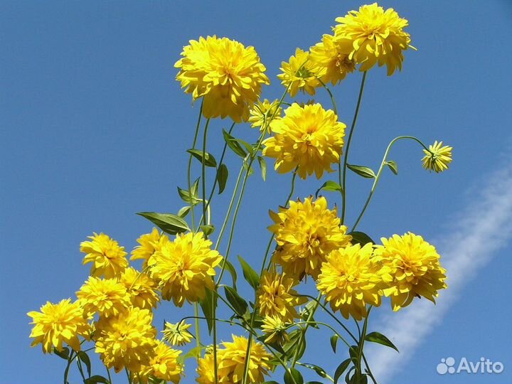 Излишки растений для сада