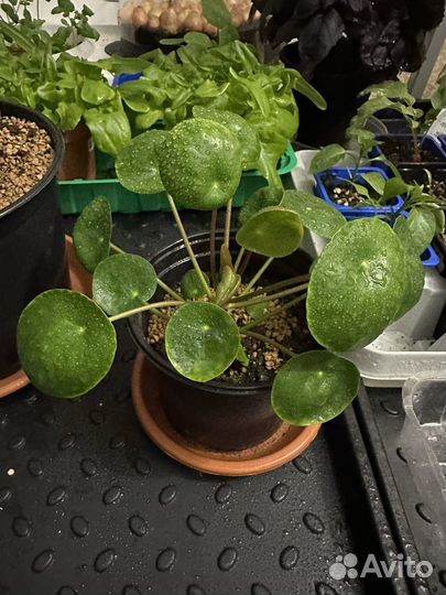 Пилея пеперомиевидная