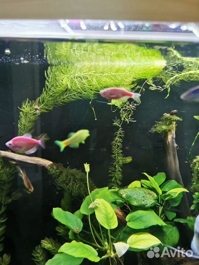 Аквариумные рыбки