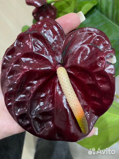 Антуриум Блек Квин