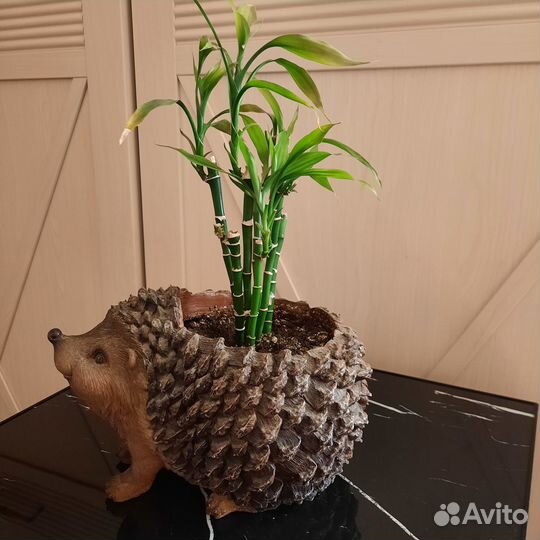 Бамбук драцена sandero