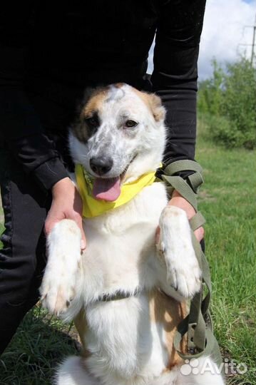 Молодая собака ищет дом