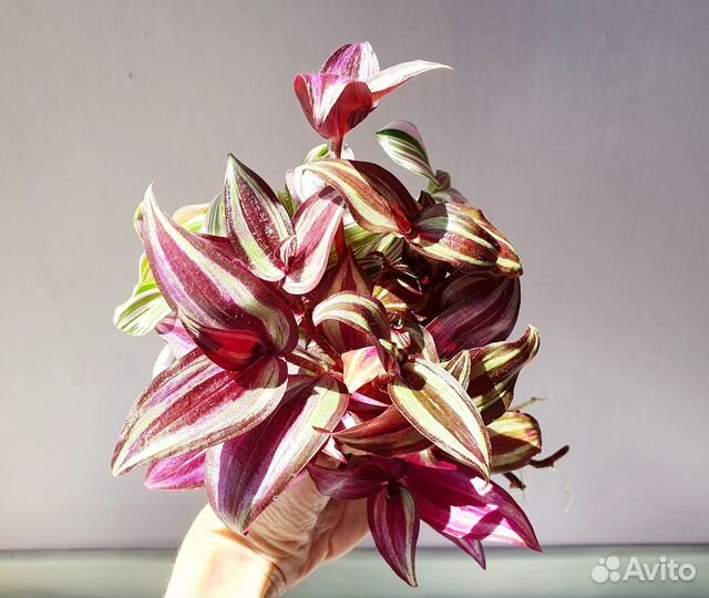 Черенки традесканции охапкой букетом