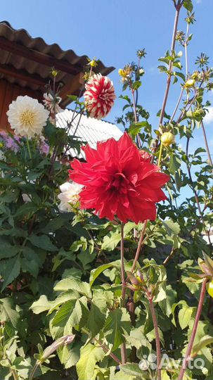 Георгины многолетние куст