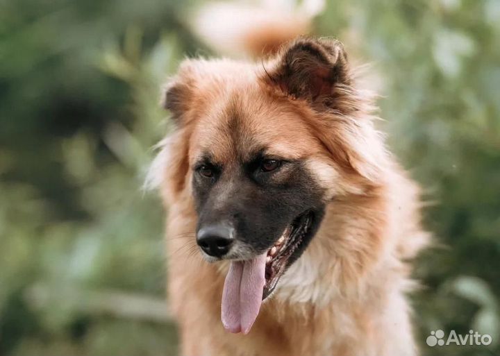 Супер красивый пёс Ларс в добрые руки