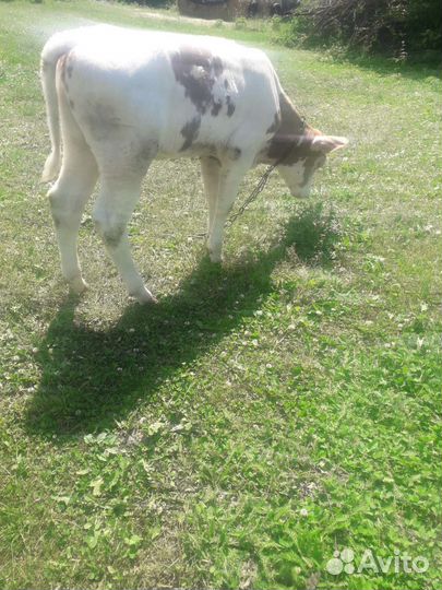 Телочка з месяца