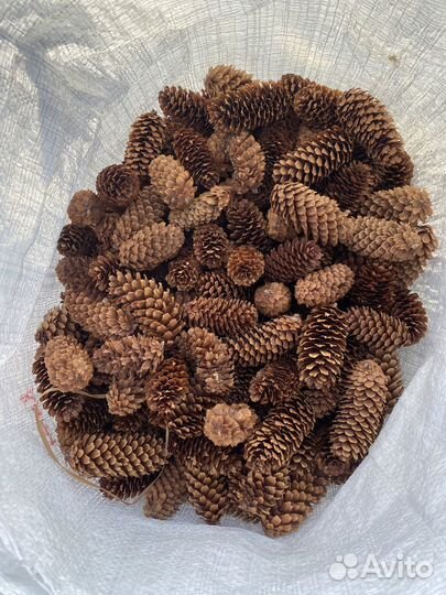 Продам шишки лиственницы и ели